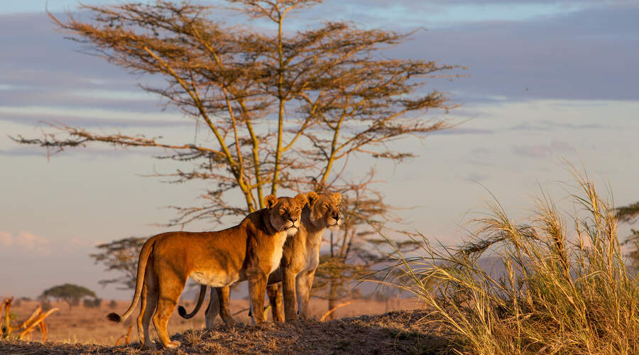 Serengeti Lions