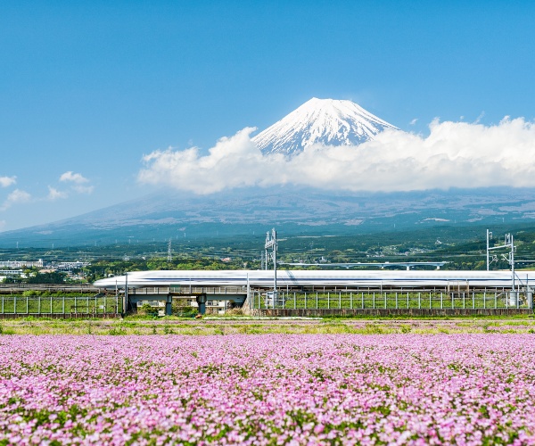 Shinkansen passing Mt Fuji in Cherry Blossom season