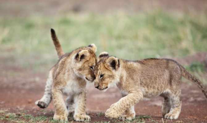 South Africa lions