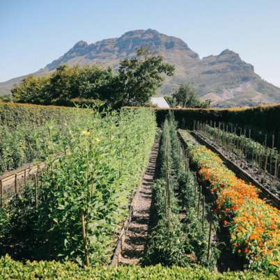 South africa vineyard