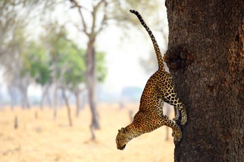 South Luangwa leopard in tree