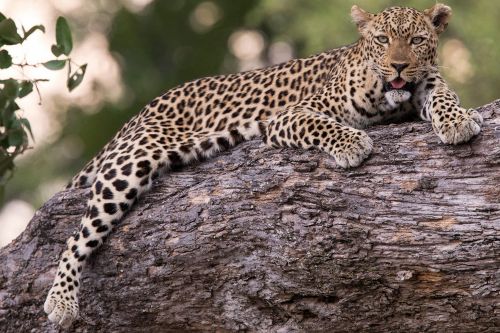 South Luangwa Zambia Leopard