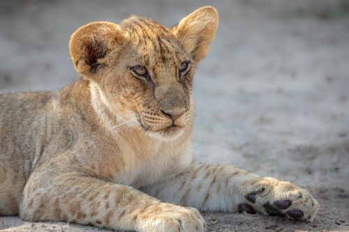 South Luangwa Zambia Lion