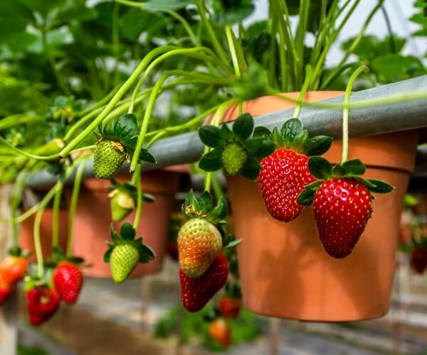 Strawberry Farm in the Cameron Highlands Malaysia