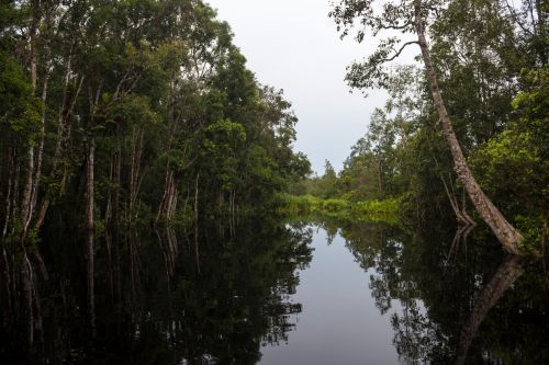 Tanjung Puting National Park Borneo