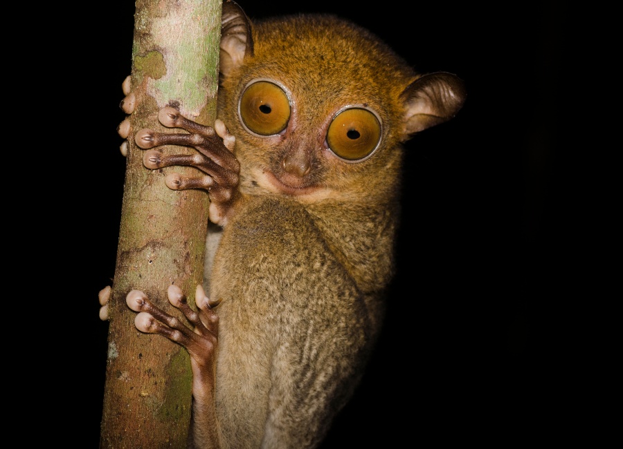 Tarsier in Deramakot Reserve Sabah