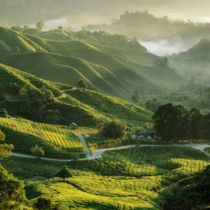 Tea fields in Cameron Highlands Malaysia Listing