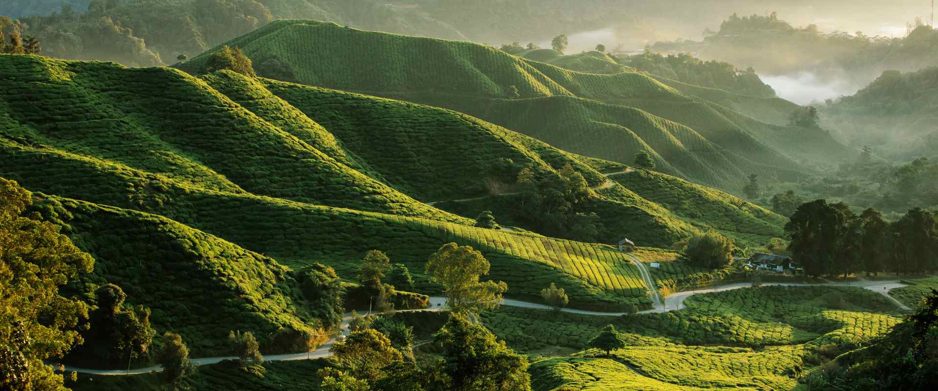 Tea fields in Cameron Highlands Malaysia