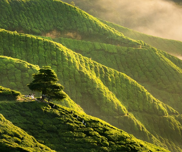 Tea hills in Cameron Highlands Malaysia