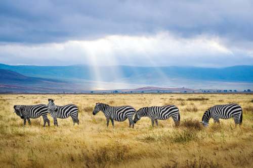 The Ngorongoro Crater 500x333 1