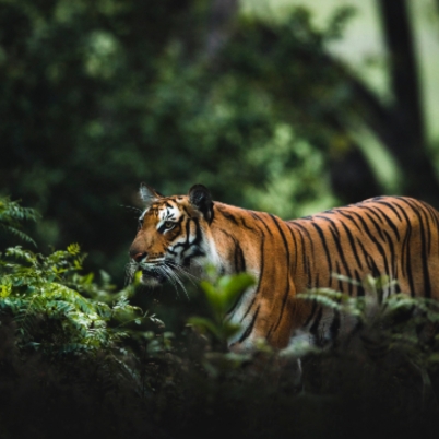 Tiger in Jim Corbett