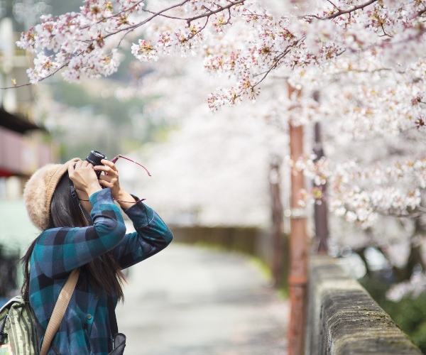 Tourists in cherry blossom season Japan