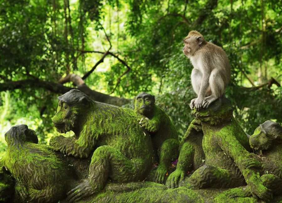 Ubud Monkey Forest Bali 3 1