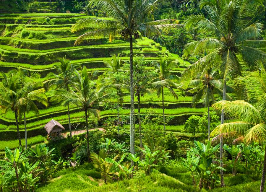 Ubud1 1