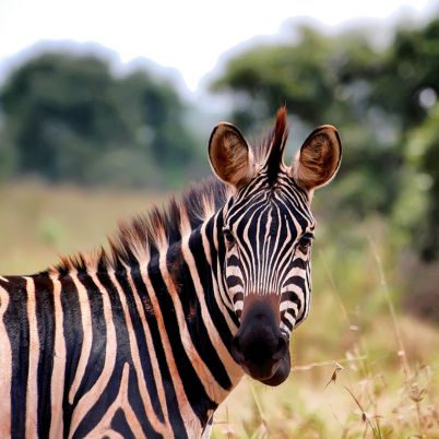 Akagera National Park