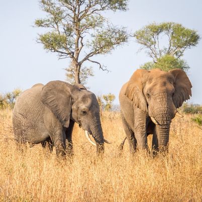 Kruger National Park