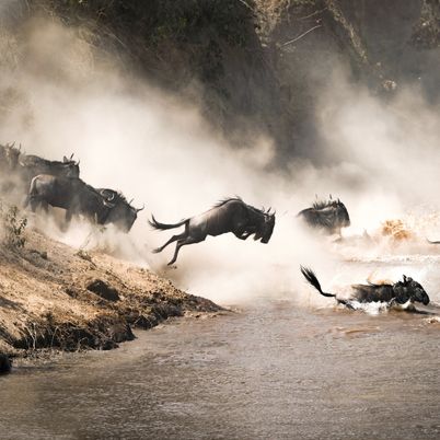 Migration Masai Mara