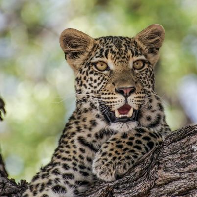 Safari in Kruger