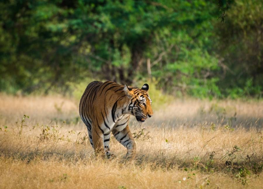 tiger india