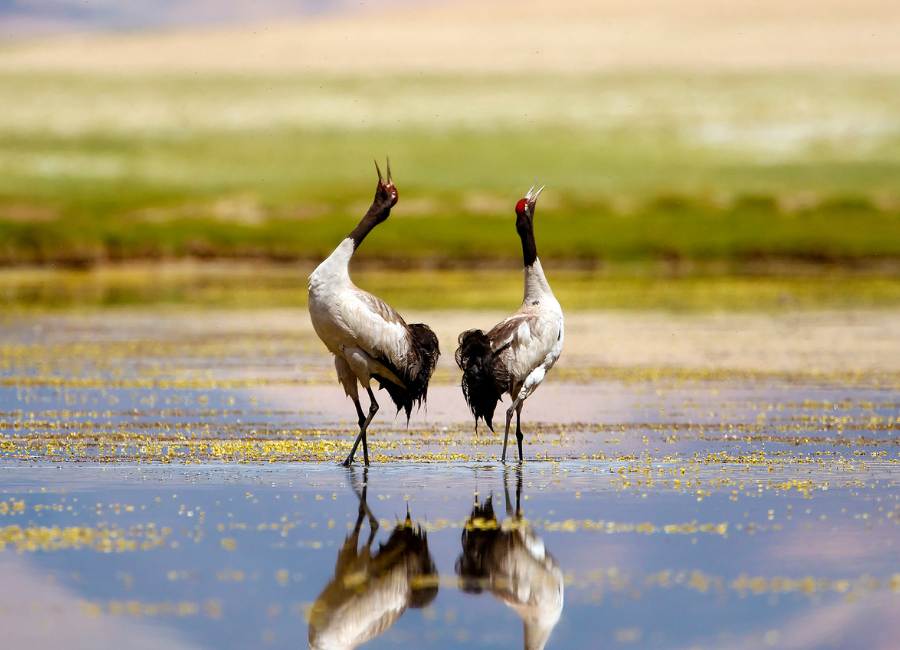 Black-Necked Crane