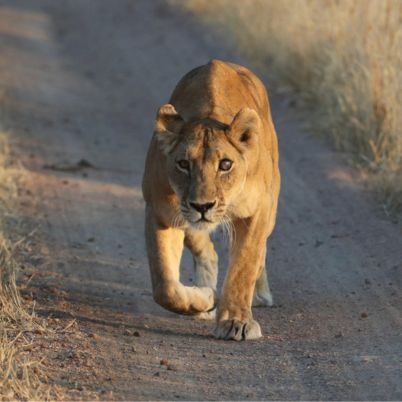 Ruaha National Park