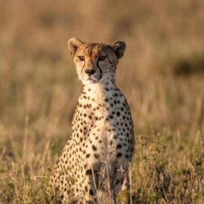 Masai Mara