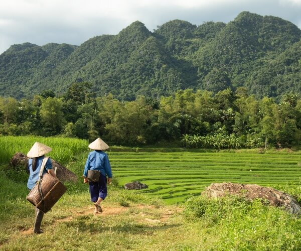 Villagers hike to rice fields Pu Luong Vietnam