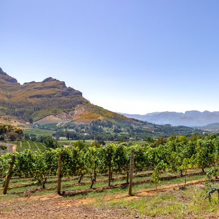 Vineyards Franschoek 1