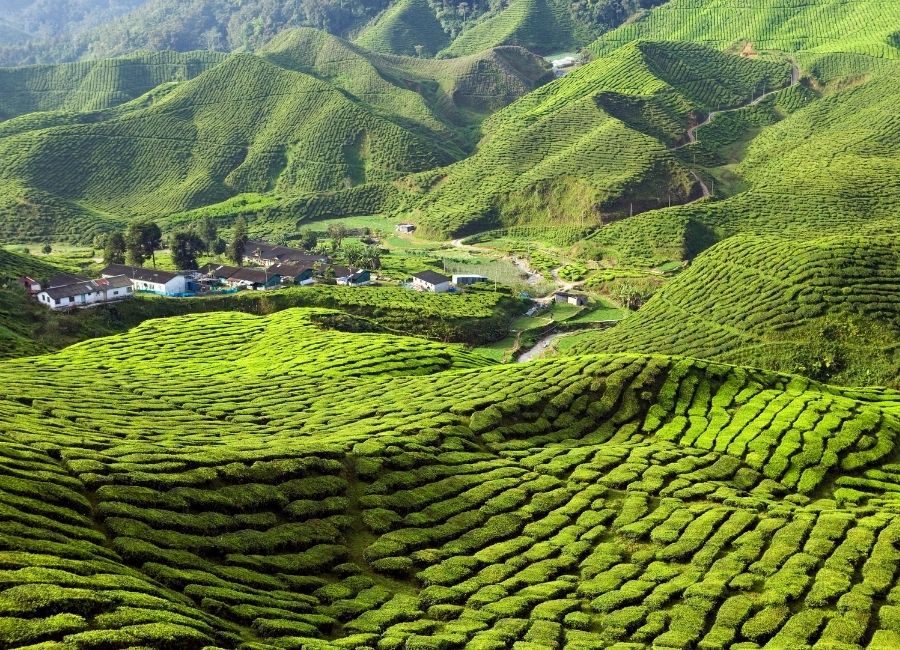 What to do Cameron Highlands