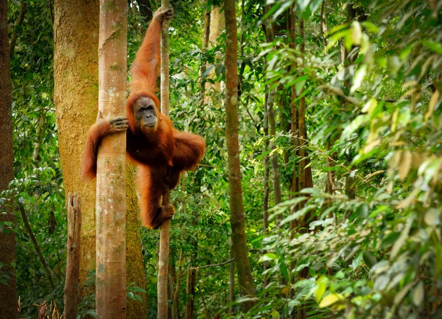 What to do jungles Bukit Lawang Sumatra