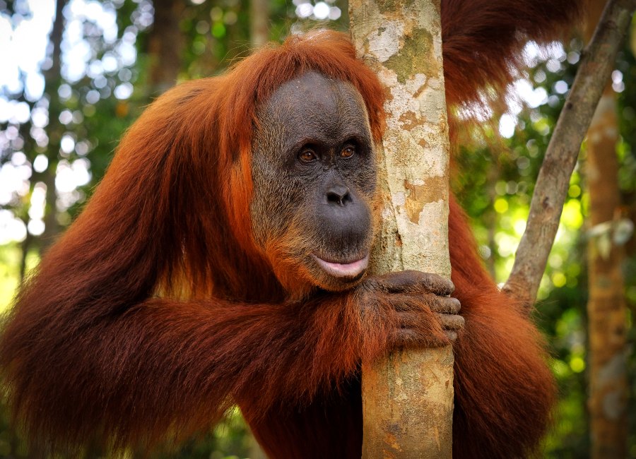 Where to go Bukit Lawang Sumatra