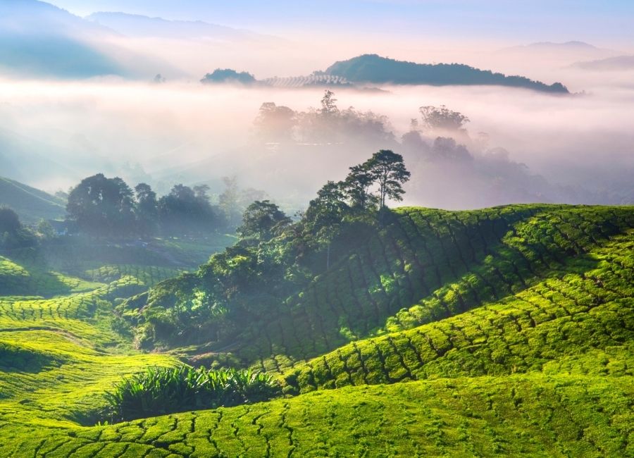 Where to go Cameron Highlands