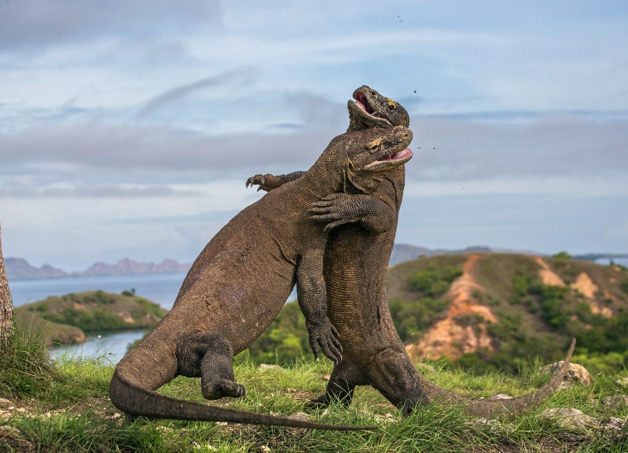 Where to go Komodo National Park