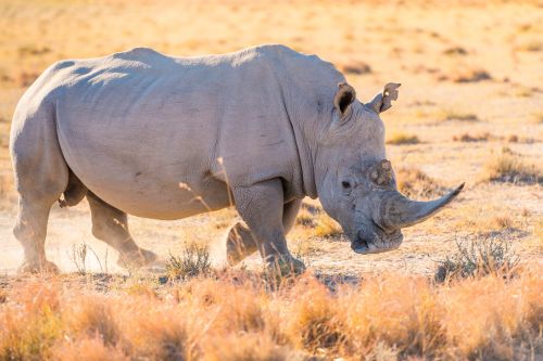 White rhino Uganda