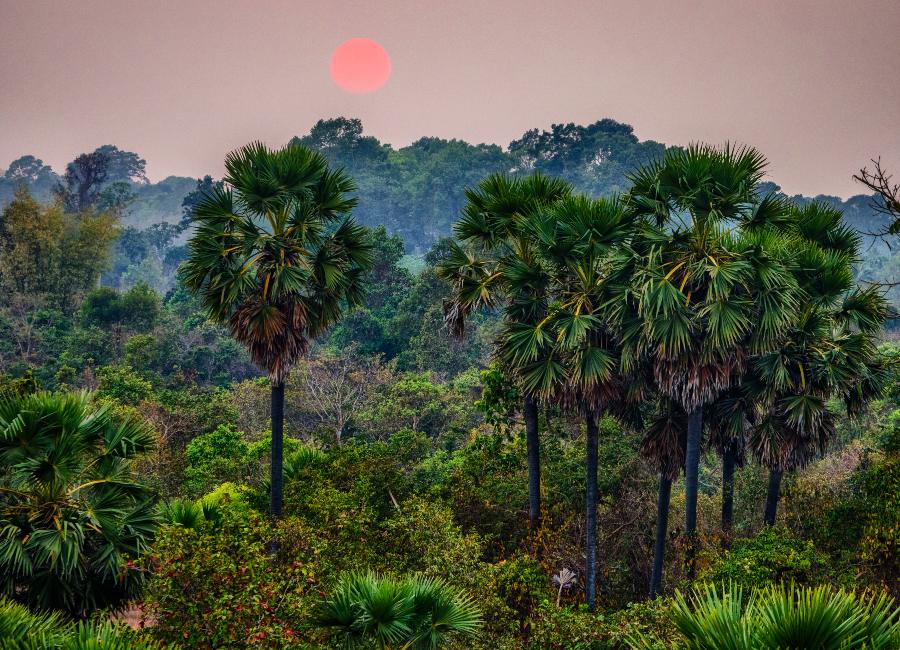 Wild Cambodia