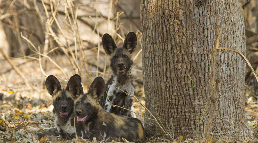 Wild Dog Puppies 1 1