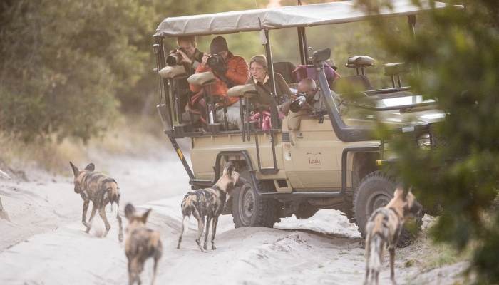 Wild dogs on a game drive Botswana