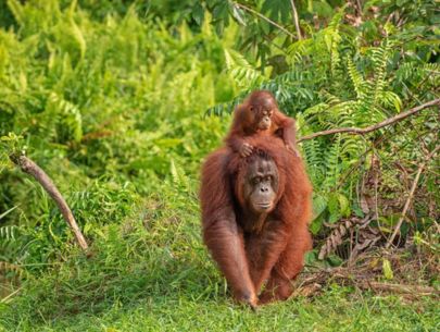 Wild orang baby Borneo Listing Box