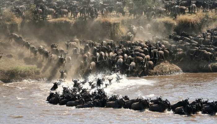 Wildebeest Migration Nomad Lamai