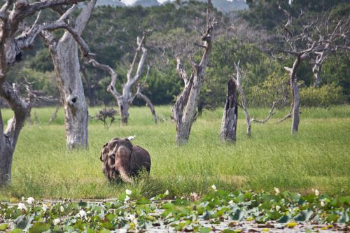 Yala National Park Sri Lanka