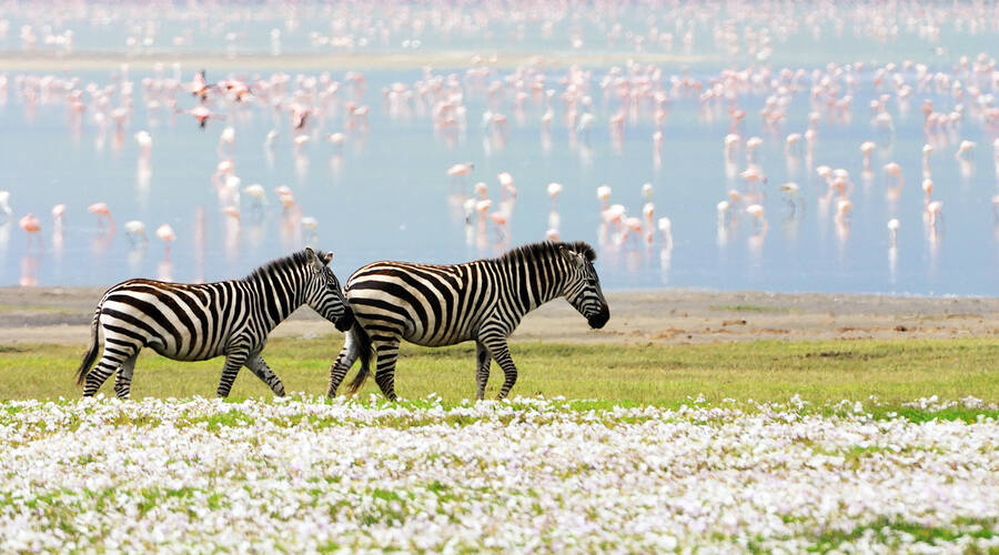 Zebra Ngorongoro